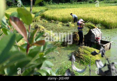 (170816) -- GANZHOU, Aug. 16, 2017 (Xinhua) -- Villagers harvest rice in a paddy field in Gufang village in Wenwuba township of Huichang County, Ganzhou City, east China's Jiangxi Province, July 28, 2017. Since 2016, local government in Gufang village take targeted measures in poverty alleviation work. The infrastructures, such as roads, houses and solar power lamps, were constructed and new industries were introduced in the village, which changed the village dramatically. Fish ponds, greenhouses as well as orchards boosted local agricultural economy. Improved environment in the village also a Stock Photo