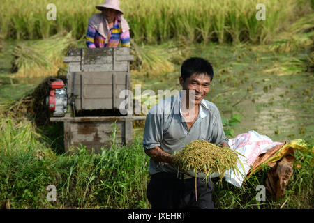 (170816) -- GANZHOU, Aug. 16, 2017 (Xinhua) -- Villagers harvest rice in a paddy field in Gufang village in Wenwuba township of Huichang County, Ganzhou City, east China's Jiangxi Province, July 28, 2017. Since 2016, local government in Gufang village take targeted measures in poverty alleviation work. The infrastructures, such as roads, houses and solar power lamps, were constructed and new industries were introduced in the village, which changed the village dramatically. Fish ponds, greenhouses as well as orchards boosted local agricultural economy. Improved environment in the village also a Stock Photo