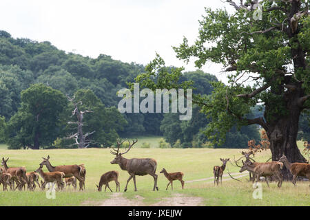 Windsor, UK. 16th August, 2017. Red deer in Windsor Great Park. There is a herd of around 500 red deer within the Deer Park enclosure, all descended from forty hinds and two stags introduced in 1979 by the Duke of Edinburgh. Credit: Mark Kerrison/Alamy Live News Stock Photo