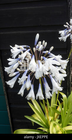 White Agapanthus flower Stock Photo