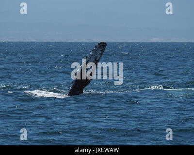 Fin of a humpback whale seen from a whale cruise Stock Photo