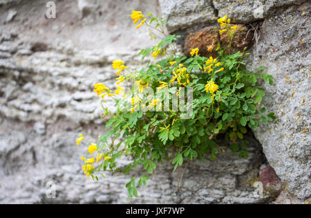 Yellow corydalis (Pseudofumaria lutea) Stock Photo