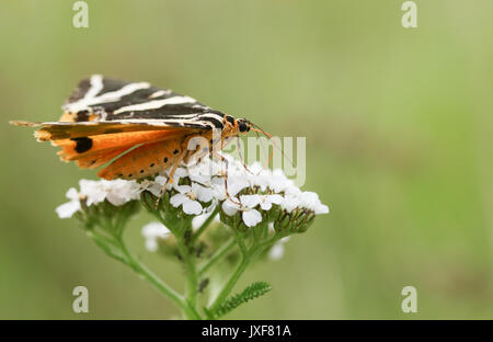 A pretty Jersey Tiger Moth (Euplagia quadripunctaria f.lutescens) nectaring on a Yarrow flower. Stock Photo