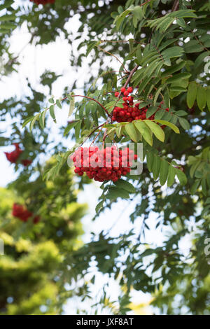 Sorbus aucuparia. Rowan berries on a tree. UK Stock Photo