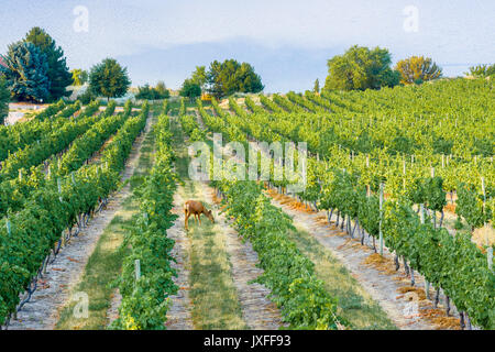 Deer in vineyard, Quails' Gate Winery, West Kelowna, Okanagan Valley, British Columbia, Canada Stock Photo