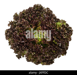 Lollo Rosso lettuce from above isolated over white. A summer crisp variety of Lactuca sativa. Red loose leaf type salad head with frilly leafs. Photo. Stock Photo
