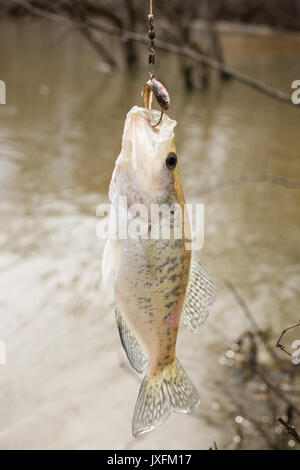 White Perch Caught in Bayou on Live Bait Stock Photo - Alamy
