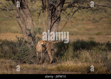 wildlife safari of cheetahs in the wild at the kgalagadi transfrontier park bordering south Africa Namibia and botswana Stock Photo