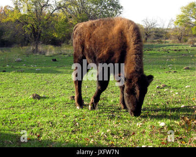 A young bison grazes in green pasture at Chickasaw National Recreation Area in Sulphur Oklahoma. Stock Photo