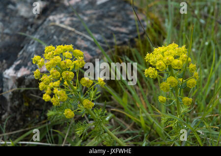 cypress spurge Stock Photo