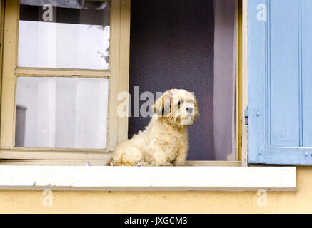 Maltese Terrier sitting on a window sill in Arles, France. Cream walls and blue shutters. Stock Photo