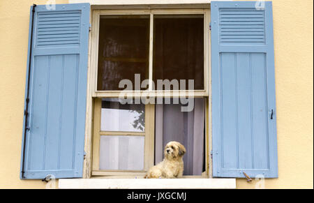 Maltese Terrier sitting on a window sill in Arles, France. Cream walls and blue shutters. Stock Photo