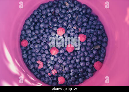 Close-up of fresh just picked blueberries with few raspberries in a pink bucket Stock Photo