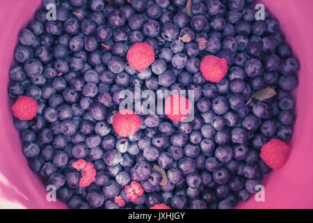 Close-up of fresh just picked blueberries with few raspberries in a pink bucket Stock Photo