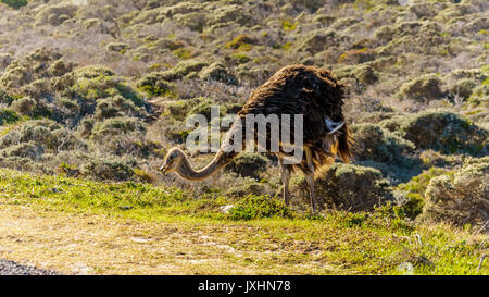 Female Ostrich in Cape Point Nature Reserve on the Cape Peninsula in South Africa Stock Photo