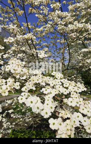 Eastern flowering dogwood (Cornus florida) Stock Photo
