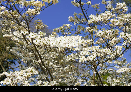 Eastern flowering dogwood (Cornus florida) Stock Photo