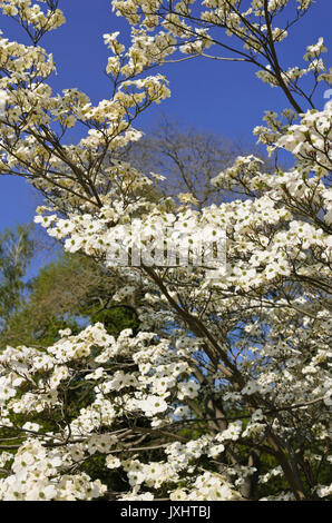 Eastern flowering dogwood (Cornus florida) Stock Photo