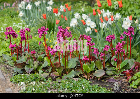 Bergenia, tulips (Tulipa) and daffodils (Narcissus) Stock Photo