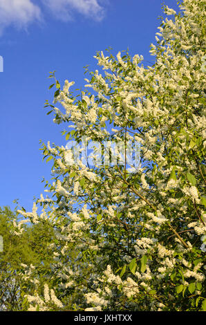 Bird cherry (Prunus padus) Stock Photo