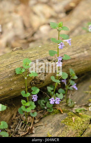 Ground ivy (Glechoma hederacea) Stock Photo