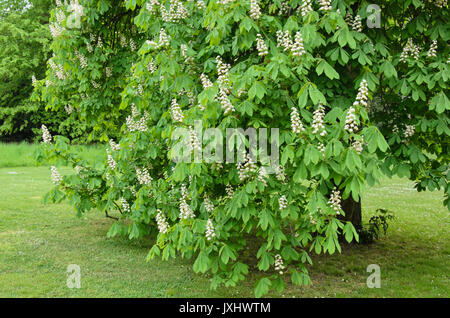 Common horse chestnut (Aesculus hippocastanum) Stock Photo