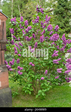 Common lilac (Syringa vulgaris) Stock Photo