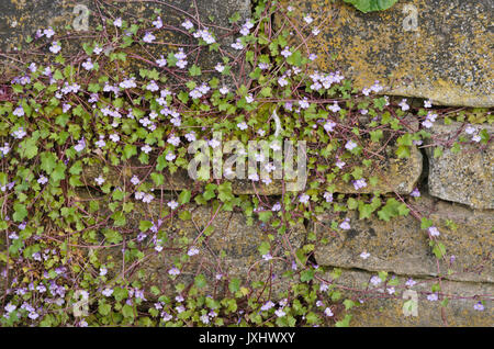 Ivy-leaved toadflax (Cymbalaria muralis) Stock Photo