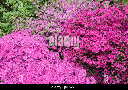 Japanese azalea (Rhododendron x obtusum) Stock Photo