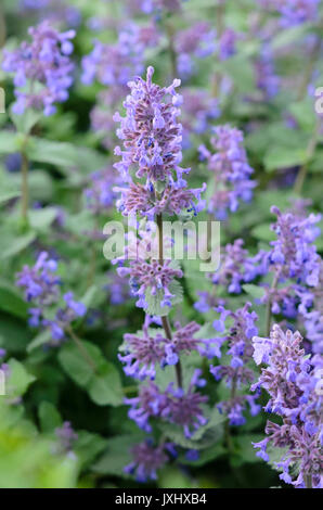 Catmint (Nepeta cataria) Stock Photo