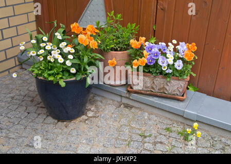 Common daisy (Bellis perennis) and violets (Viola) in flower tubs Stock Photo