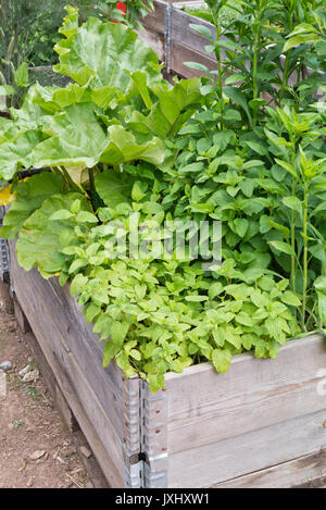 Lemon balm (Melissa officinalis) in a raised bed Stock Photo