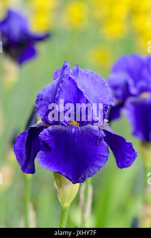 Tall bearded iris (Iris barbata elatior 'Pledge Allegiance') Stock Photo