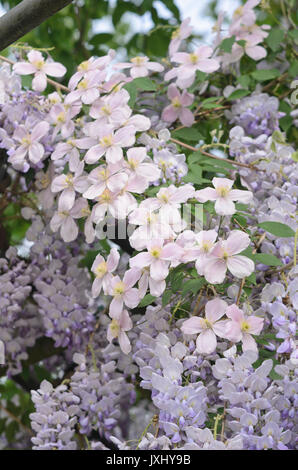 Anemone clematis (Clematis montana) and wisteria (Wisteria) Stock Photo