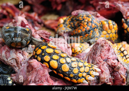 South America, Dead turtle to the food on the market in the Iquitos major city in Amazonia, Peru