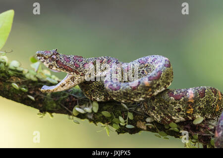 Eyelash viper, Bothriechis schlegelii lying in a tree with open mouth at Laguna del lagarto, Boca Tapada, San Carlos, Costa Rica Stock Photo