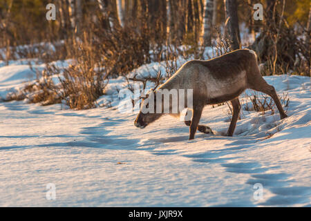 Reindeer, Rangifer tarandus walking in forest at sunset in warm nice colors, big antlers and a lot of snow on the ground, Norrbotten, Sweden Stock Photo