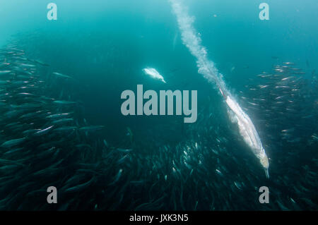 Cape gannets diving into sardine bait ball during the annual sardine run off the east coast of South Africa. Stock Photo