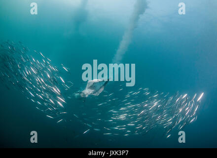 Cape gannets diving into sardine bait ball during the annual sardine run off the east coast of South Africa. Stock Photo