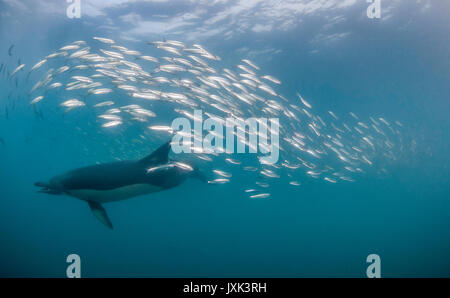 Common dolphins working as a team to round up sardines into a bait ball so they can feed on them, Eastern Cape, South Africa. Stock Photo