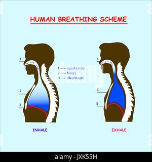 Gas exchange in the human body. Respiration or Breathing. Oxygen ...