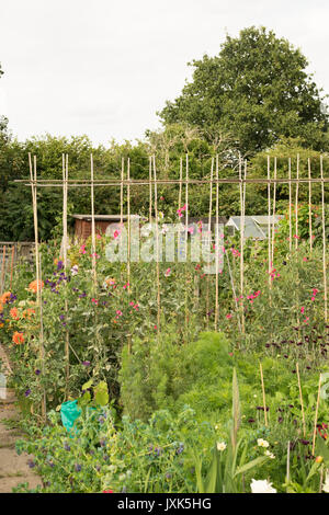Sweet peas supported by bamboo canes in an urban allotment Stock Photo