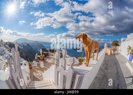 Dog on the wall, Santorini island in Greece Stock Photo