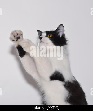 A cute cat who was exhausted after playing Stock Photo