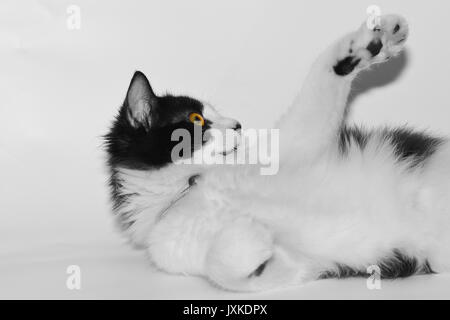 A cute cat who was exhausted after playing Stock Photo