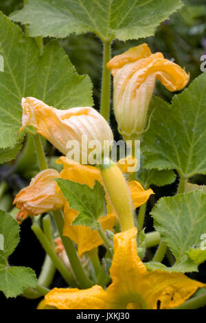 Cucurbita pepo plant and flower growing outdoors. Stock Photo