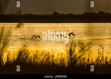 Flamingos at dusk in nature reserve el Garxal. Stock Photo