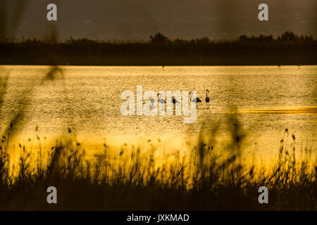 Flamingos at dusk in nature reserve el Garxal. Stock Photo