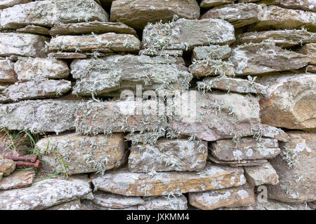 Lichen growing on a drystone wall dry stone scotland orkney Stock Photo