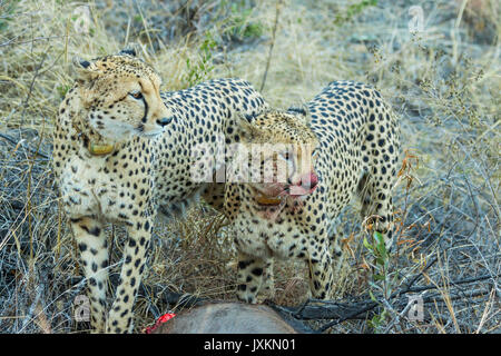 Two cheetahs on a wildebeest kill after hunting Stock Photo